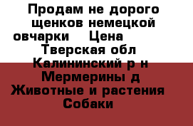 Продам не дорого щенков немецкой овчарки. › Цена ­ 8 000 - Тверская обл., Калининский р-н, Мермерины д. Животные и растения » Собаки   